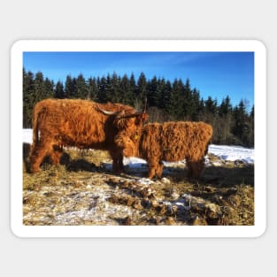 Scottish Highland Cattle Cow and Calf 1697 Sticker